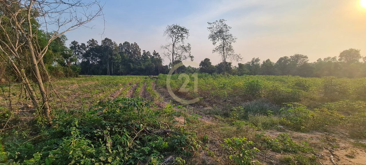 Hot offer land for SALE at Siem Reap